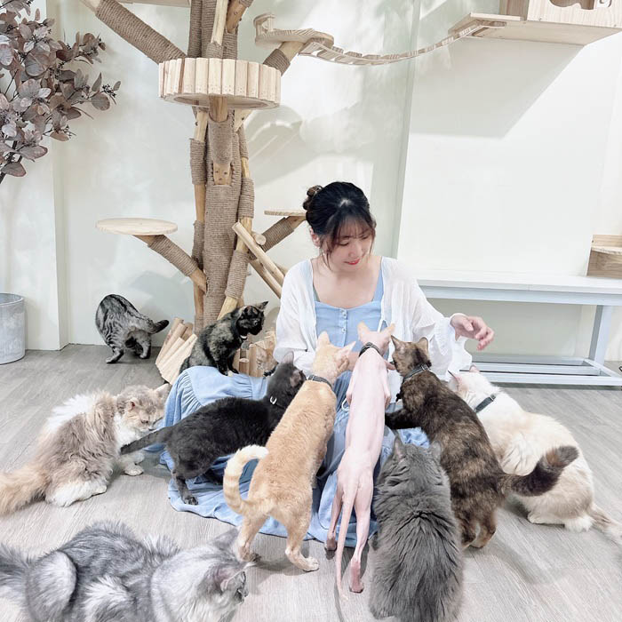 財閥家的公子貓